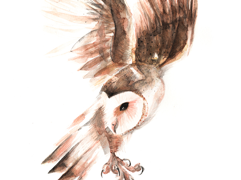 Barn Owl By Cat Graff On Dribbble