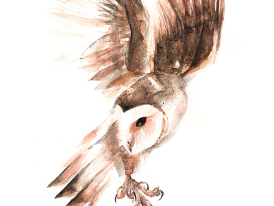 Barn Owl art artist barn owl drawing fly graphite hoot owl watercolour wings