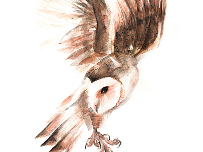 Barn Owl