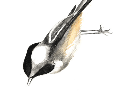 Sweet Chickadee bird black chickadee dive handmade watercolour yellow