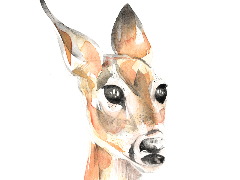 Doe by Cat Graff on Dribbble