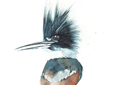 Kingfisher Portrait bird fisher handmade king kingfisher painting watercolour