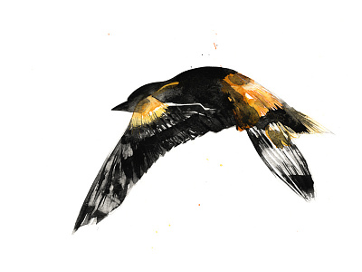 Oriole art artist bird expression flying handmade orange oriole painting watecolour wings