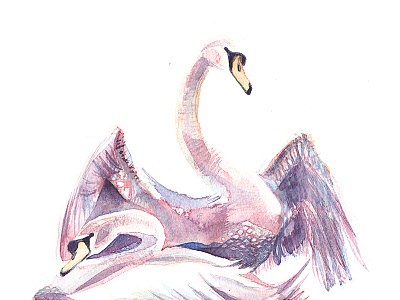 Swans art birds draw handmade illustration paint swan watercolor watercolour