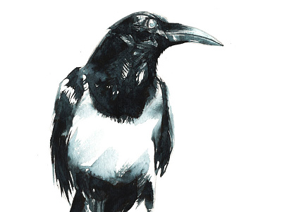 Pied Crow bird crow drawing graphite painting pied raven watercolour
