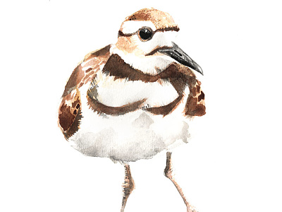 Killdeer bird handmade killdeer painting watercolour