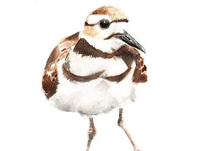 Killdeer