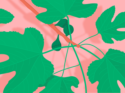 Fig tree - branch bright colour figs fruit green illustration illustrator leaf leaves light nature pink plant shadow summer sun tree tropical vector