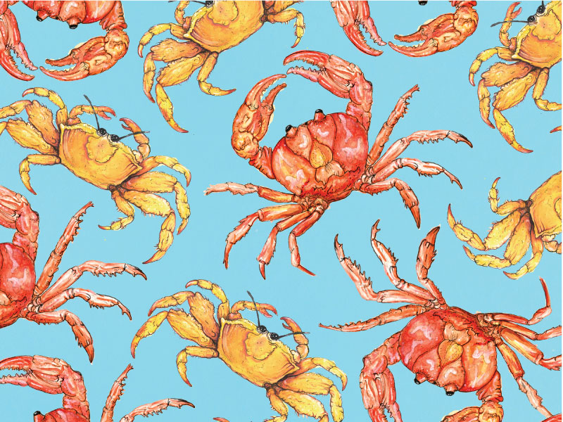 Crab Pattern by Chelsea Mae Garland on Dribbble