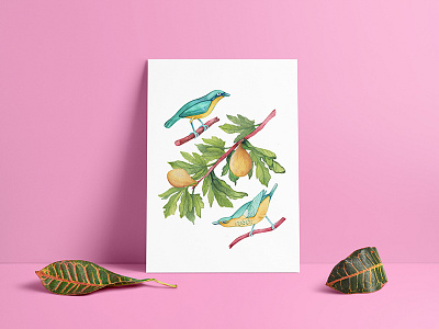 Birds and Figs bird fauna flora illustration oklahoma watercolor