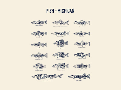 Fish of Michigan bass crappie fish fish of michigan fishing hand drawn hand lettering illustration lake trout lettering lettering artist michigan muskie pike salmon splake steelhead sturgeon trout typography