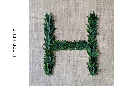 H for Hemp 36dayoftype 36daysoftype07 art direction cannabis canvas eco green growing hand lettering hand type hemp industry leaves letter h letterform plants sustainability sustainable tactile typography typography