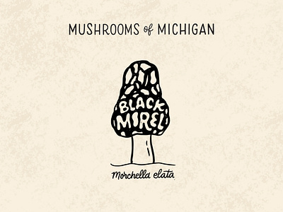 Black Morel black and white black morel forage foraging hand lettering identification illustration illustrative lettering lettering michigan morchella morel mushroom mushrooms nature outdoors scientific illustration