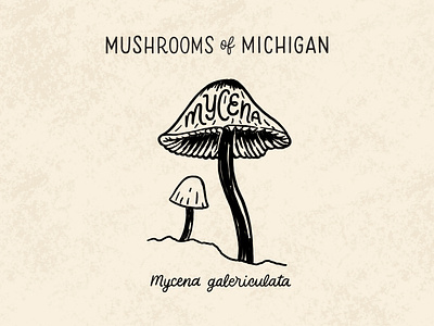 Mycena Mushroom biology black and white forage foraging fungi fungus galericulata hand drawn hand lettering illustration lettering michigan mushroom mushrooms mycena natural nature scientific names stamp typography