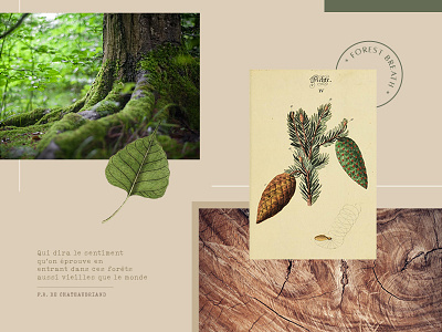 Moodboard #3 : Forest Breath clean design green inspiration moodboard nature