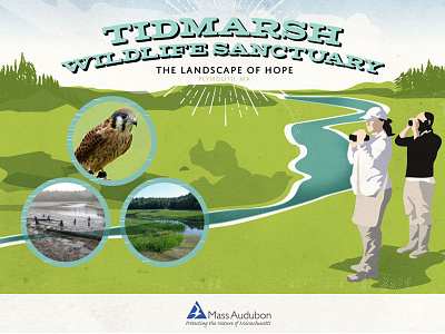 Tidmarsh, Mass Audubon illustration illustrator photoshop