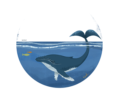 whale illustration illustrator whale