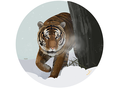 tiger illustration illustrator tiger