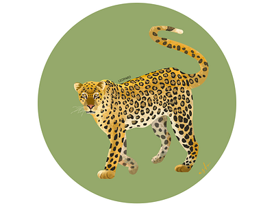 leopard illustration illustrator leopard