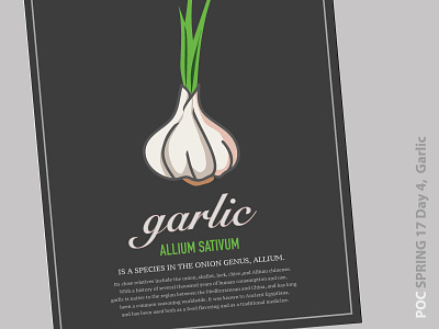 Garlic Illustration garlic nature poc17