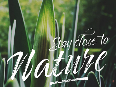 Stay close to nature calligraphy font handwritten lettering nature typography