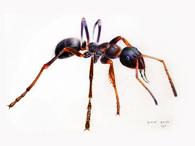 Ant Pencil Art art drawing pencil