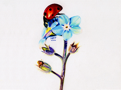 Ladybug and Blue Flower art drawing flower illustration insects painting pencil