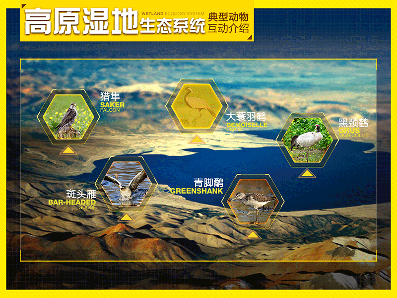 The Yangtze River Animal interactive multimedia animal interactive multimedia plateau wetland ecosystem ui