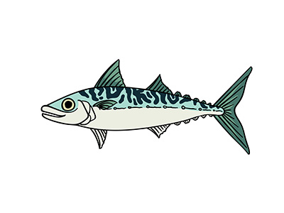 Atlantic mackerel artist biology fish mackerel marine life naturalistic nature nautical vector zoological zoology