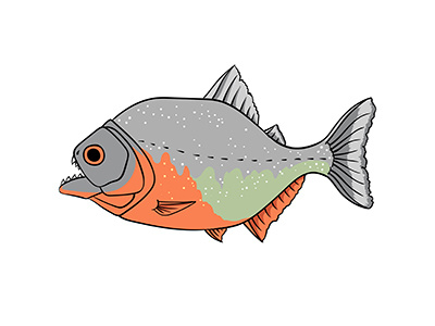 Piranha 2d animal aquarium art artist biology fish illustration marine life naturalistic piranha vector zoology