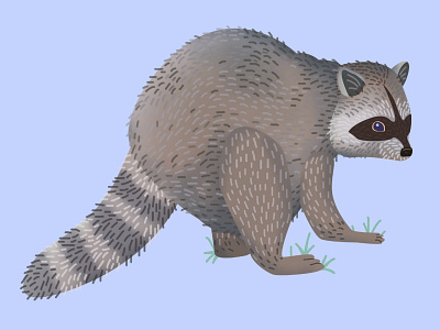 Raccoon 2 animals illustration raccoon texture vector wildlife