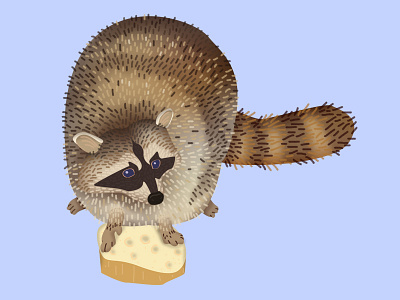 Raccoon Dribbble 3 animals illustration raccoon texture vector wildlife
