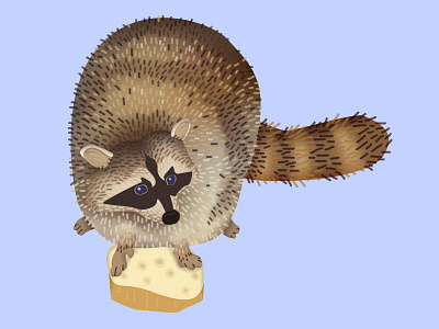 Raccoon Dribbble 3