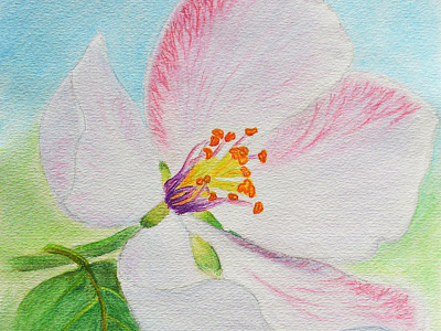 Apple Tree Blossom Watercolor blossom drawing picture spring