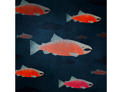 Salmon digital illustration fish ocean photoshop river salmon water