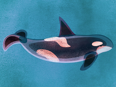Orca digital painting illustration killer whale ocean orca photoshop whale