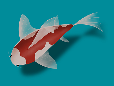 Koi the good luck fish 2d illustration procreate