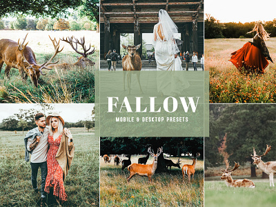 Fallow Mobile & Desktop Lightroom Presets