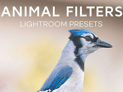 Free Animal Photography Lightroom Camera Raw Presets animal filter animal lightroom presets cc action glow filter hdr presets matte filter matte lightroom presets mixed presets photoshop action photoshop filter