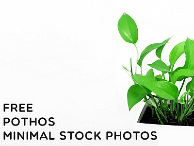 Free Pothos Minimal Stock Photos