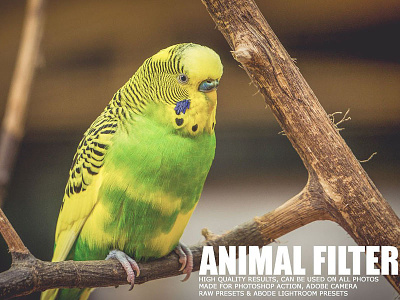 10 Animal Collection Filter best cinematic color contrast correction dark enhancement exclusive fashion film look preset