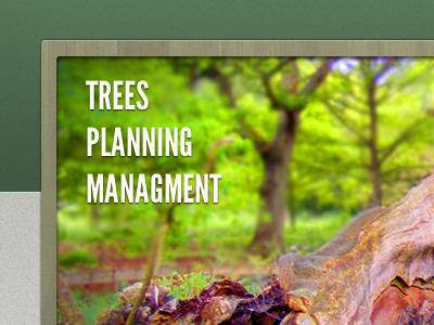 Trees, Planning, Management aboriculture photography vibrant wood texture