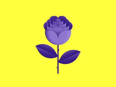 Purple rose