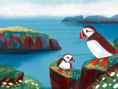 Lovely Puffins Illustration