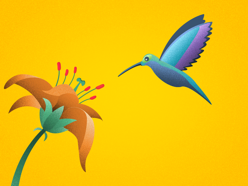 Hello Dribbble! 2d animation colibrí flower graphics hummingbird motion nectar