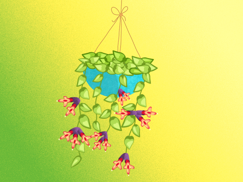 Hanging plant (Aeschynanthus radicans) 2d animation flower hanging plant leaves motion