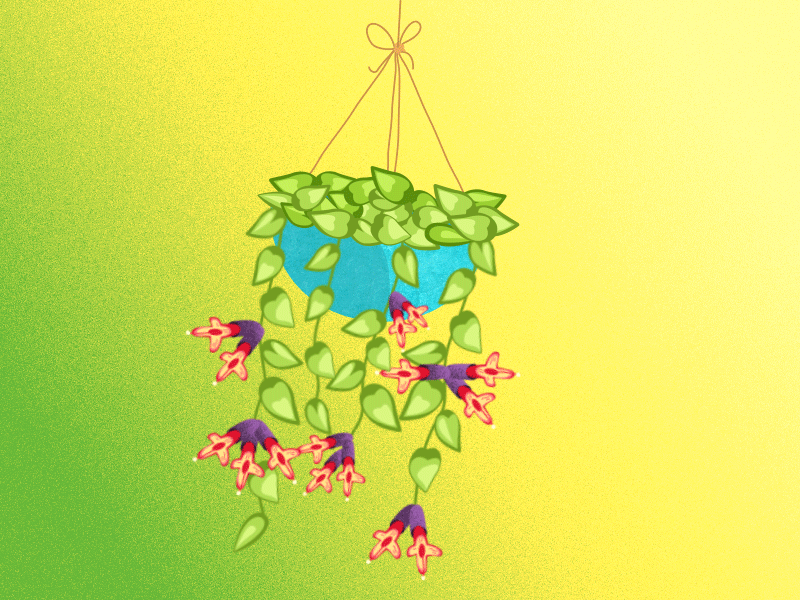 Hanging plant (Aeschynanthus radicans)