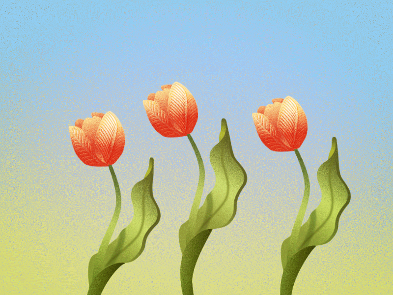 Tulips 2d animation motion tulipa tulips