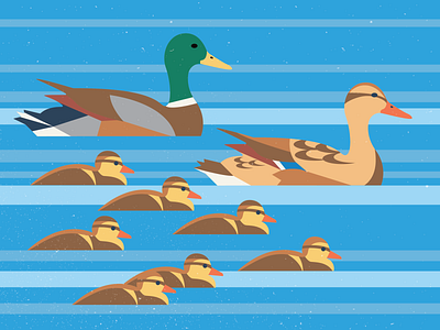 Family Time art design duck ducklings ducks family flat illustration summer vector water