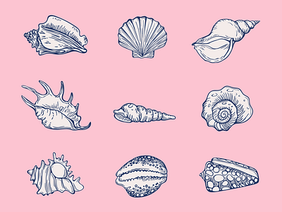 Shells art design illustration nautical sea shells tropical vector water